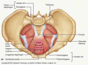 Pain Relief, Pelvic Floor Muscles, Pelvic Floor Strength, pelvic floor health, Trigger Point Massage, Self Massage of the pelvic Floor, Pelvic Floor Self Massage