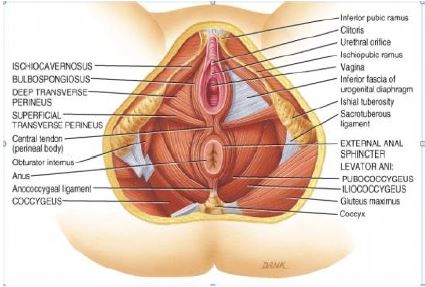 Manual Muscle Testing Of Diaphragm