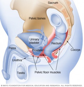 Pain Relief, Pelvic Floor Muscles, Pelvic Floor Strength, pelvic floor health, Trigger Point Massage, Self Massage of the pelvic Floor, Pelvic Floor Self Massage