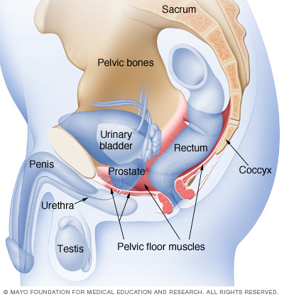 Male Pelvic Floor Muscles Treat Yourself Naturally