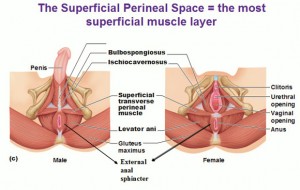 Pain Relief, Pelvic Floor Muscles, Pelvic Floor Strength, pelvic floor health, Trigger Point Massage, Self Massage of the pelvic Floor, Pelvic Floor Self Massage